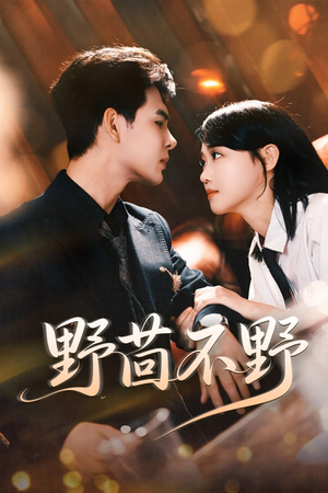 【野茴不野】67集在线免费短剧高清播