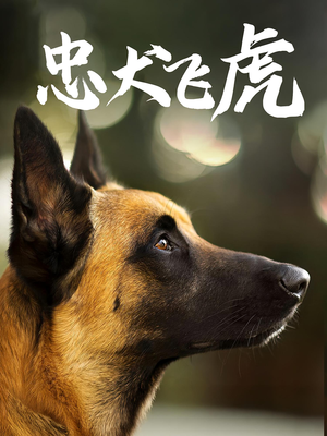 【忠犬飞虎】33集免费短剧在线全集赏映