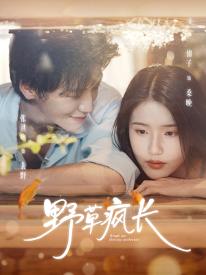 【野草疯长】71集短剧免费完整版观看