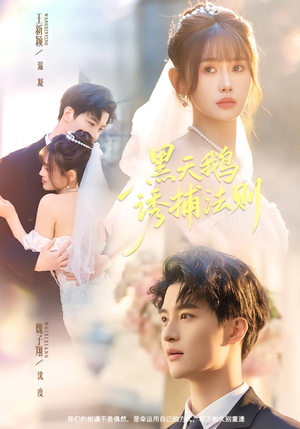 【黑天鹅诱捕法册】80集精彩短剧在线免费观看